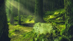 Forest Green Lush Moss Environment